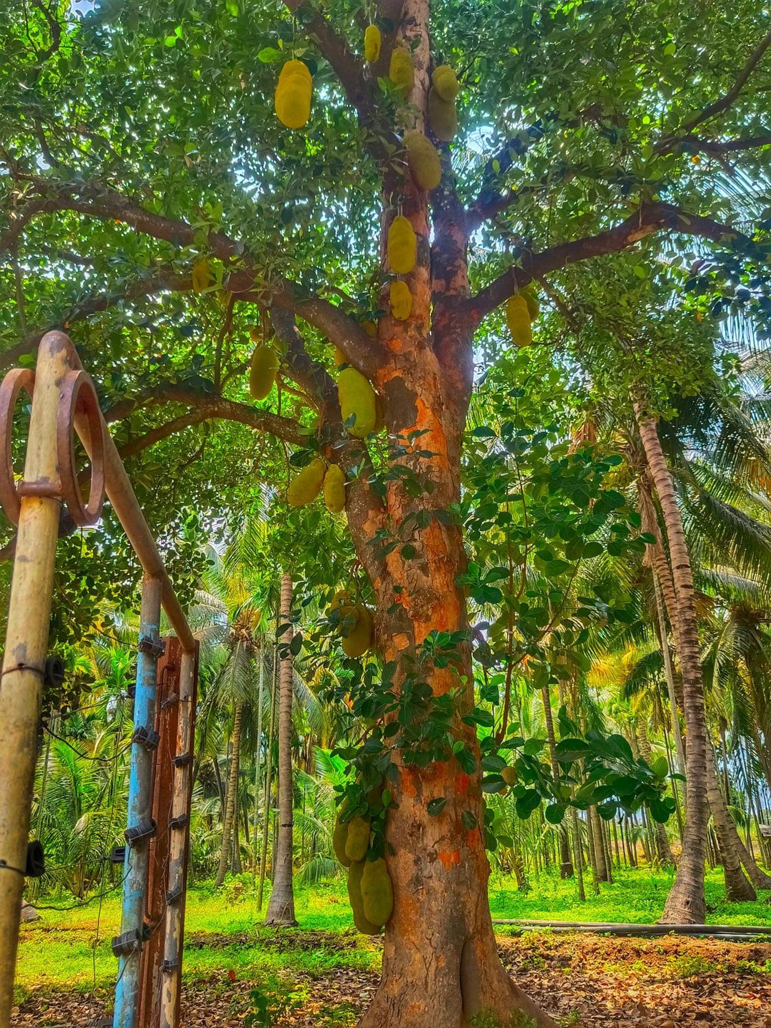 Shivalaya Farmstay Located Amdist Coconut Farm With River Access Near Isha,Adiyogi,Siruvani Alāndurai Eksteriør bilde
